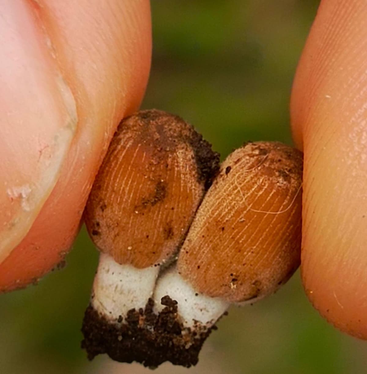 Coprinellus micaceus