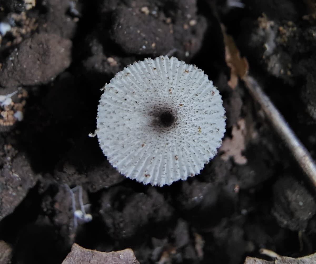 Lepiota atrodisca