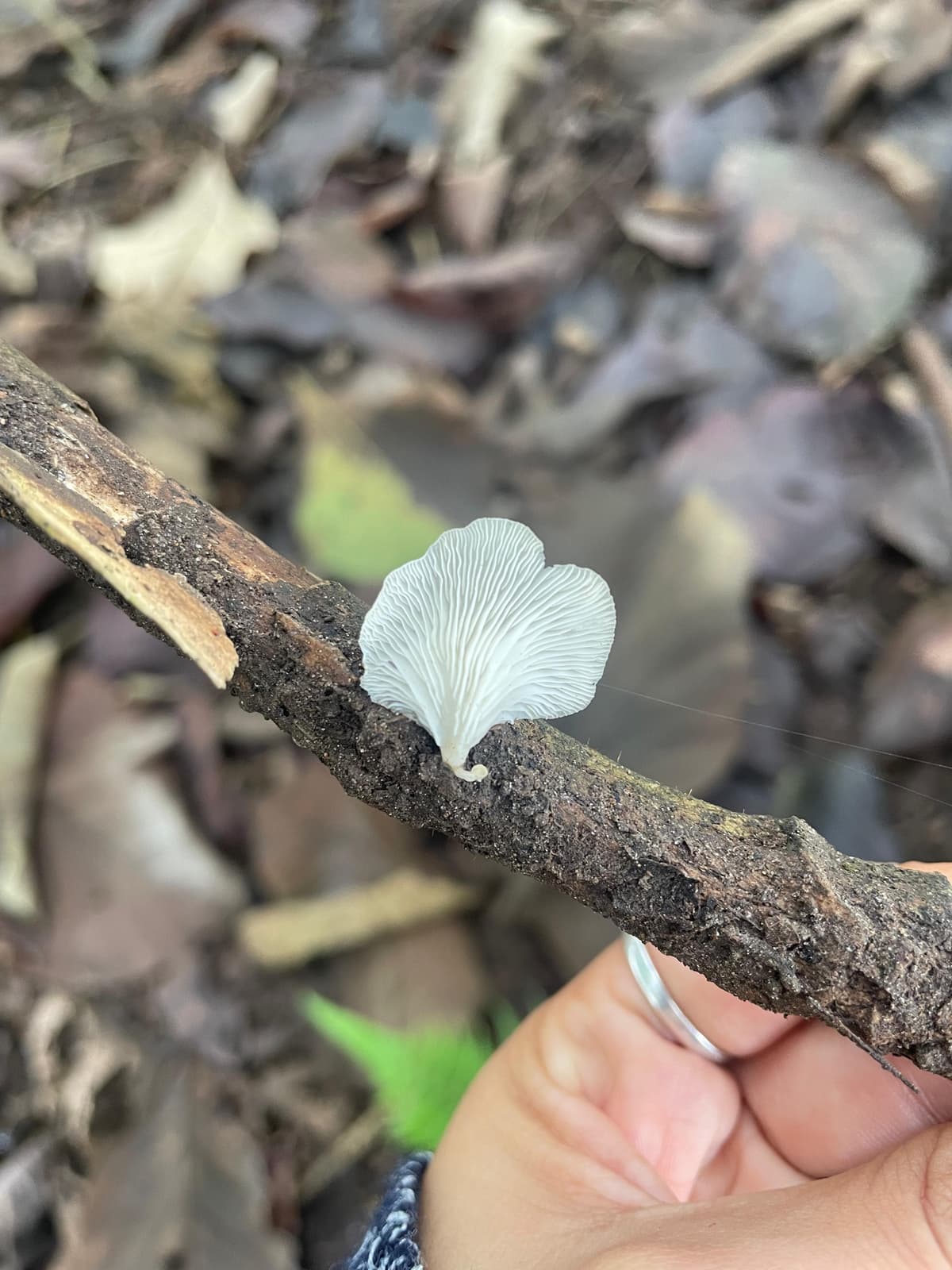 Pleurocybella porrigens