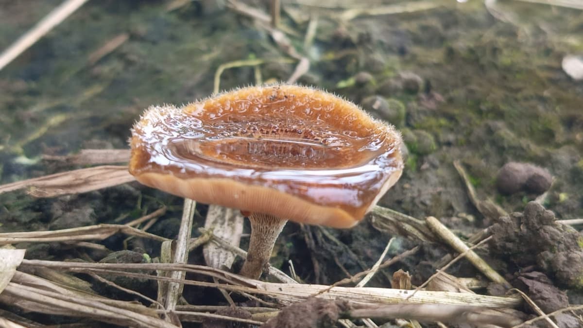 Polyporus arcularius