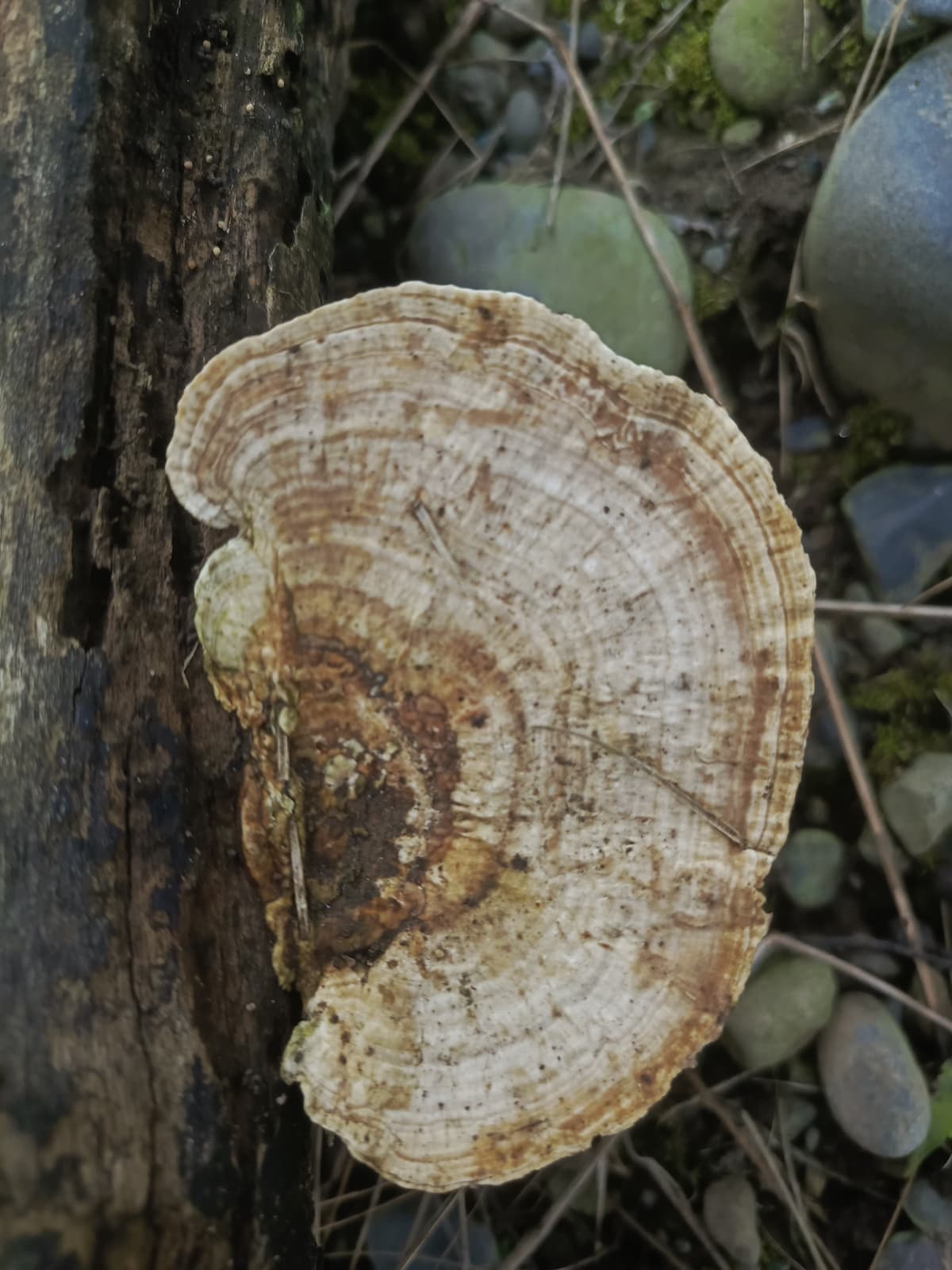 Trametes betulina