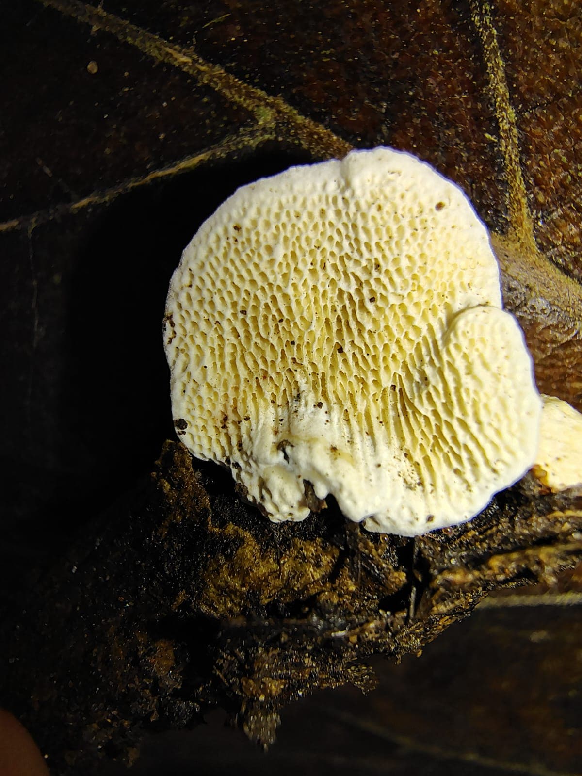 Antrodia albida