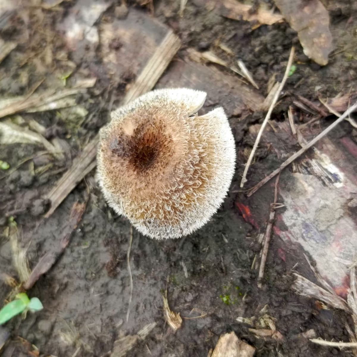 Lentinus crinitus