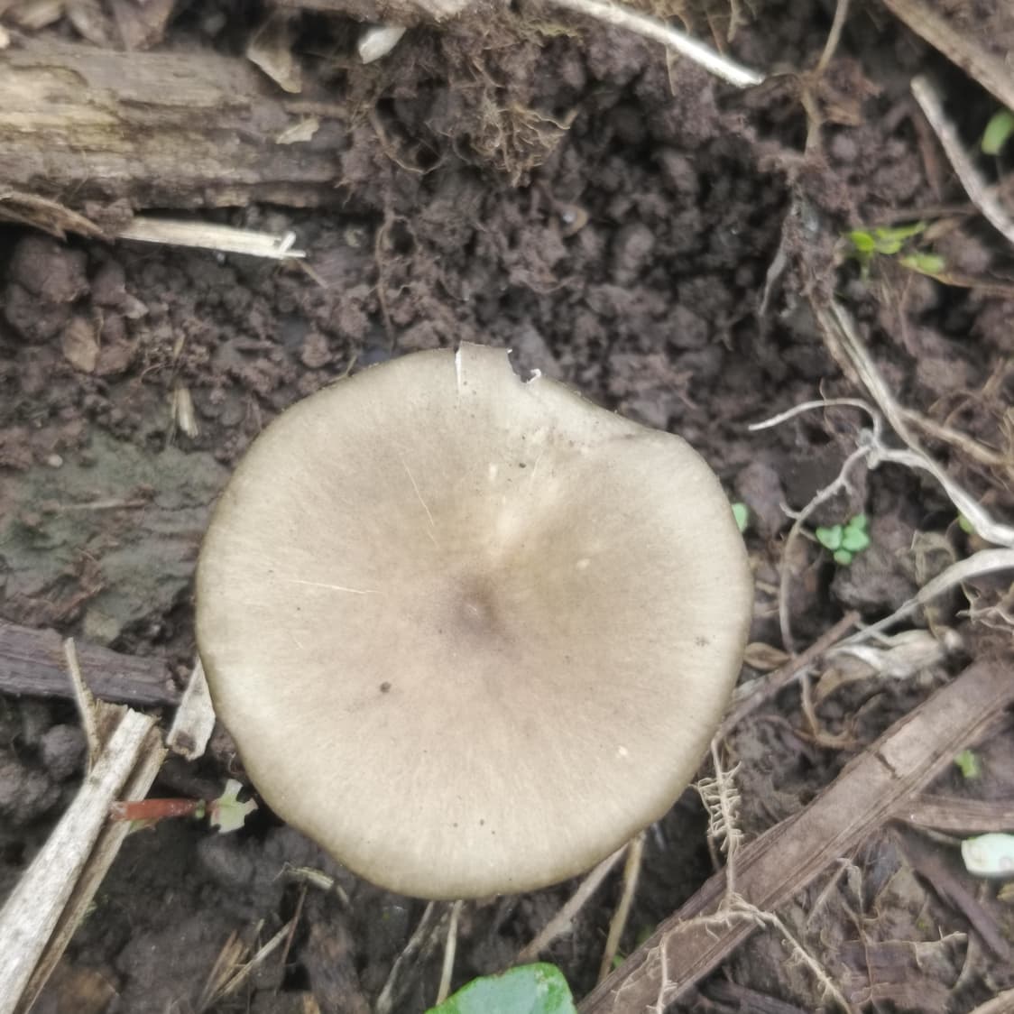 Entoloma rhodopolium