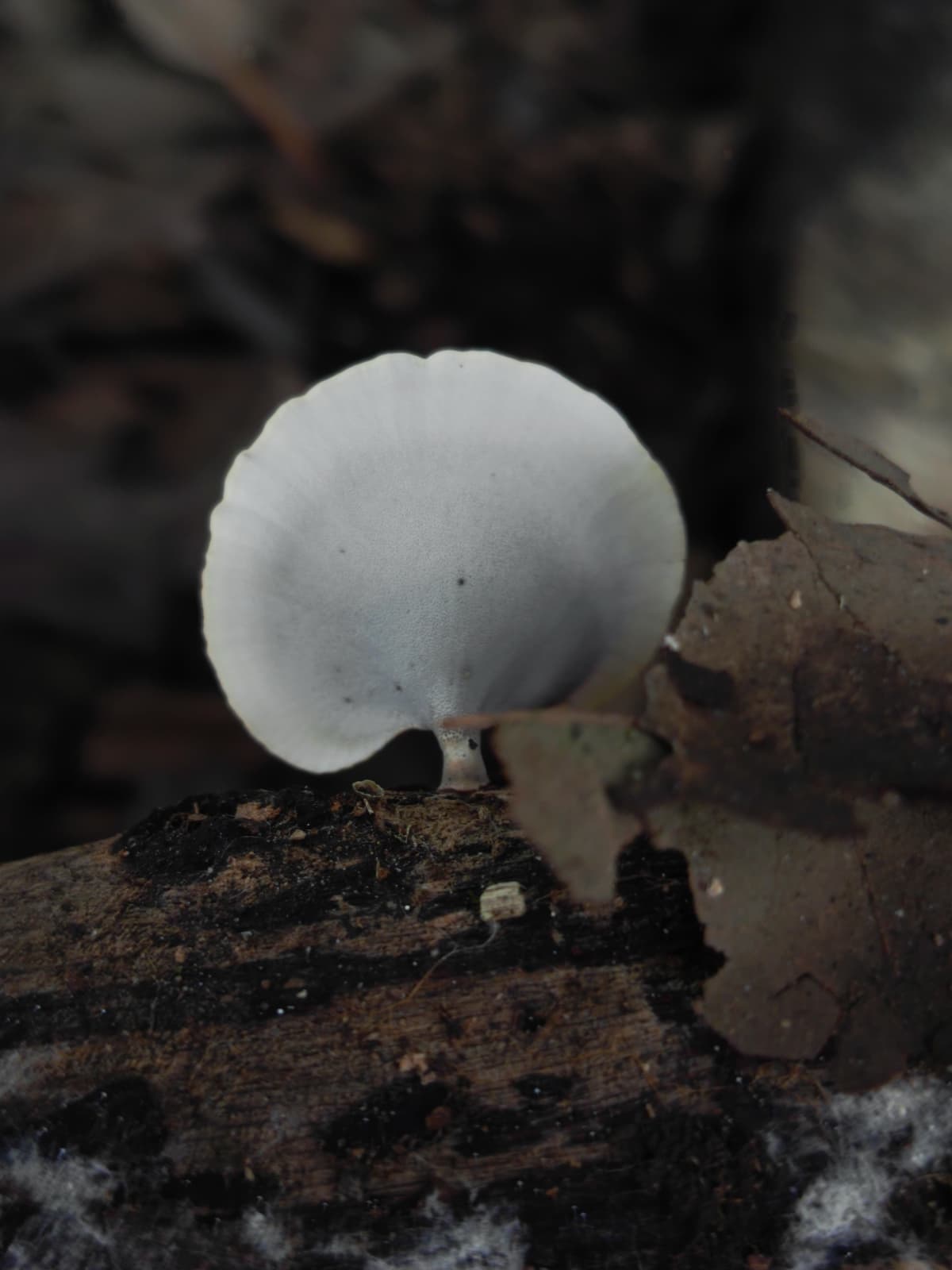Favolus spatulatus