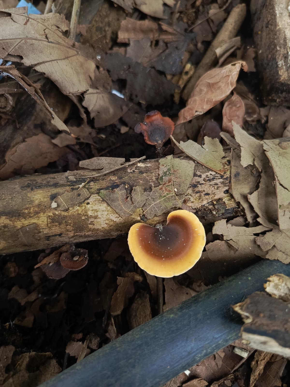 Ganoderma lucidum