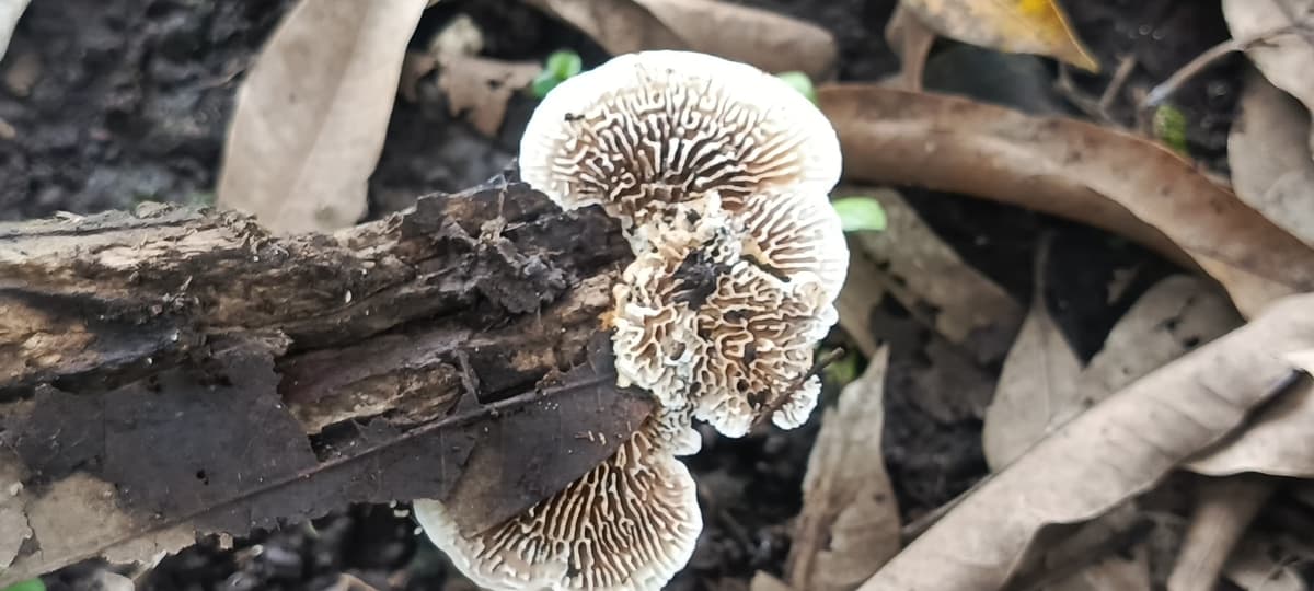 Gloeophyllum abietinum