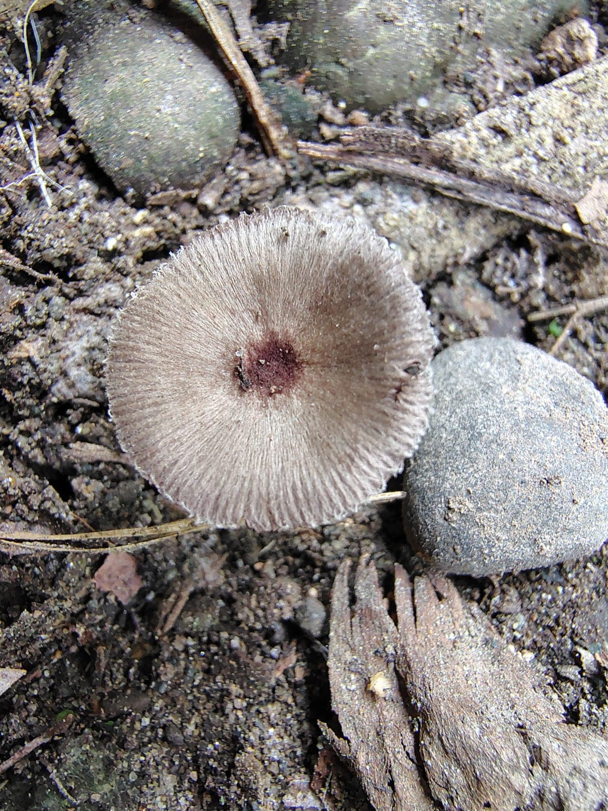Leucocoprinus ianthinus