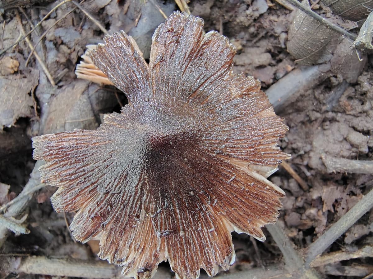 Laccaria laccata
