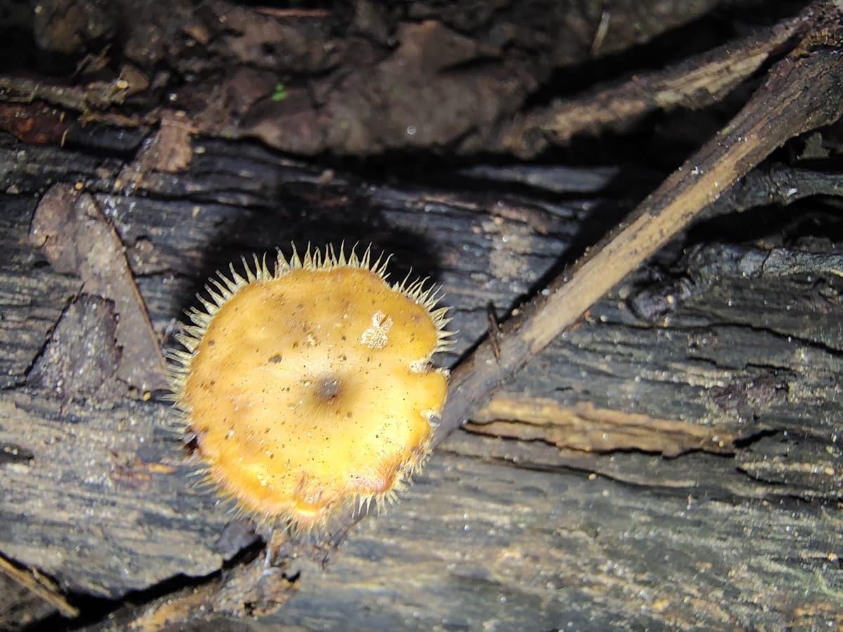Lentinus tricholoma