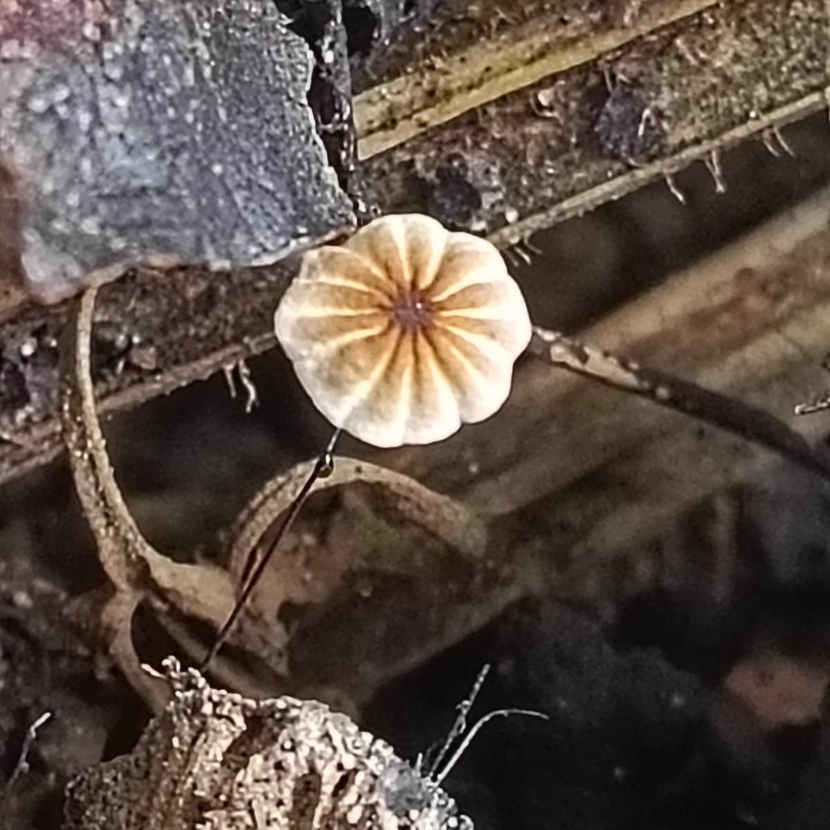 Marasmius rotula