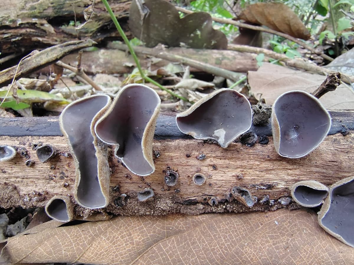 Auricularia nigricans