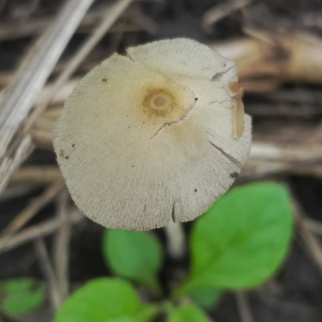 Panaeolus papilionaceus
