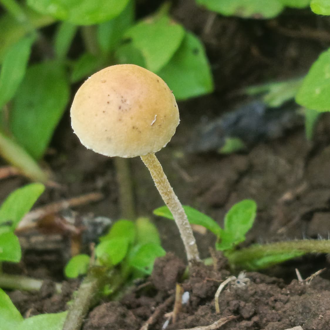 Agrocybe pediades