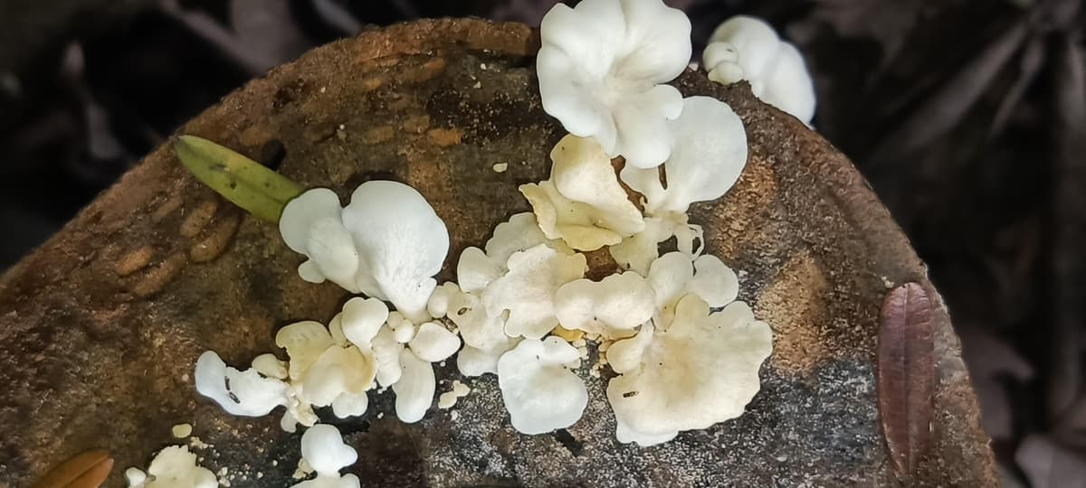 Pleurotus pulmonarius