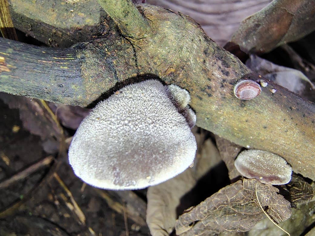 Pseudohydnum gelatinosum