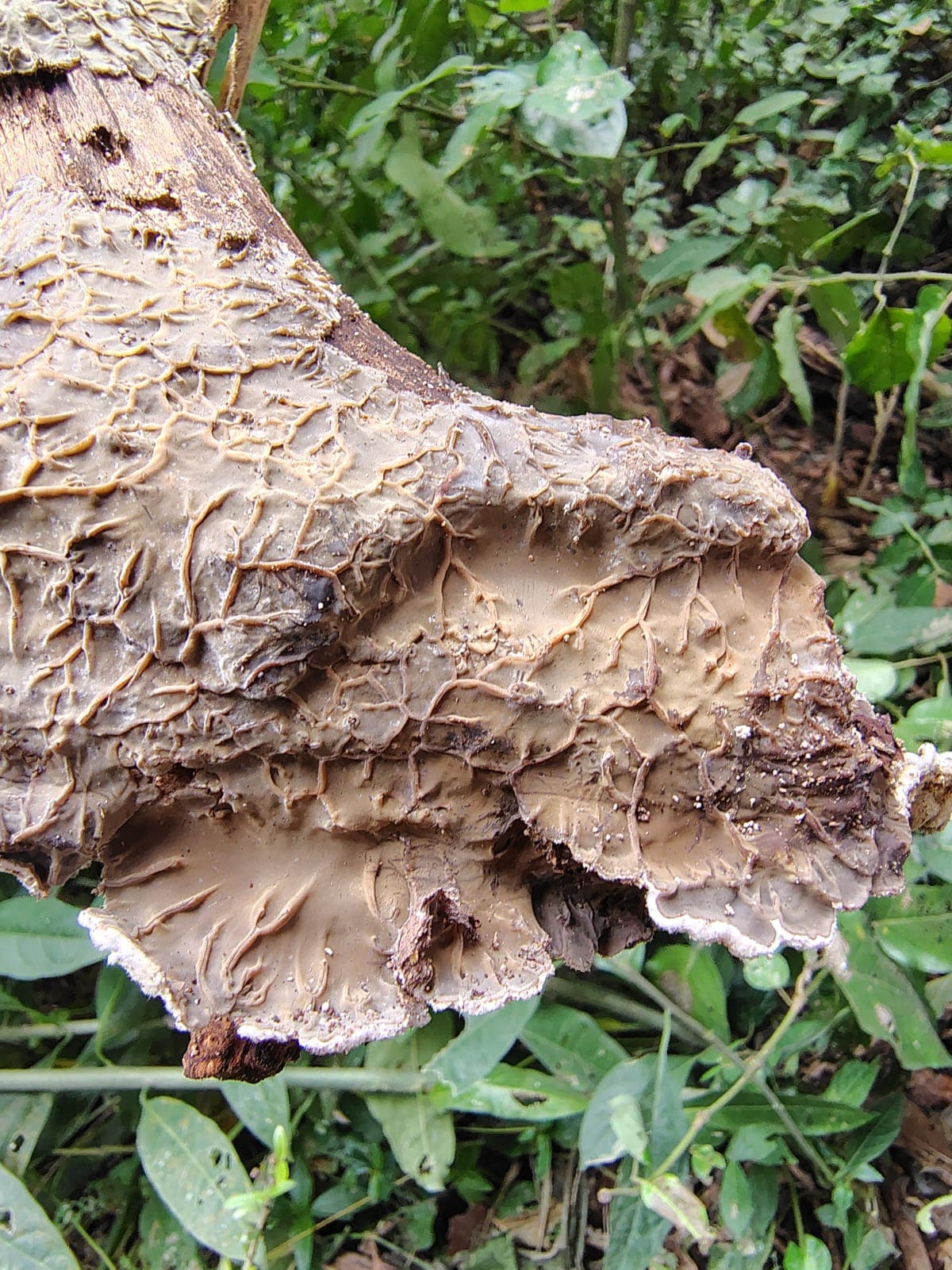 Stereum rugosum