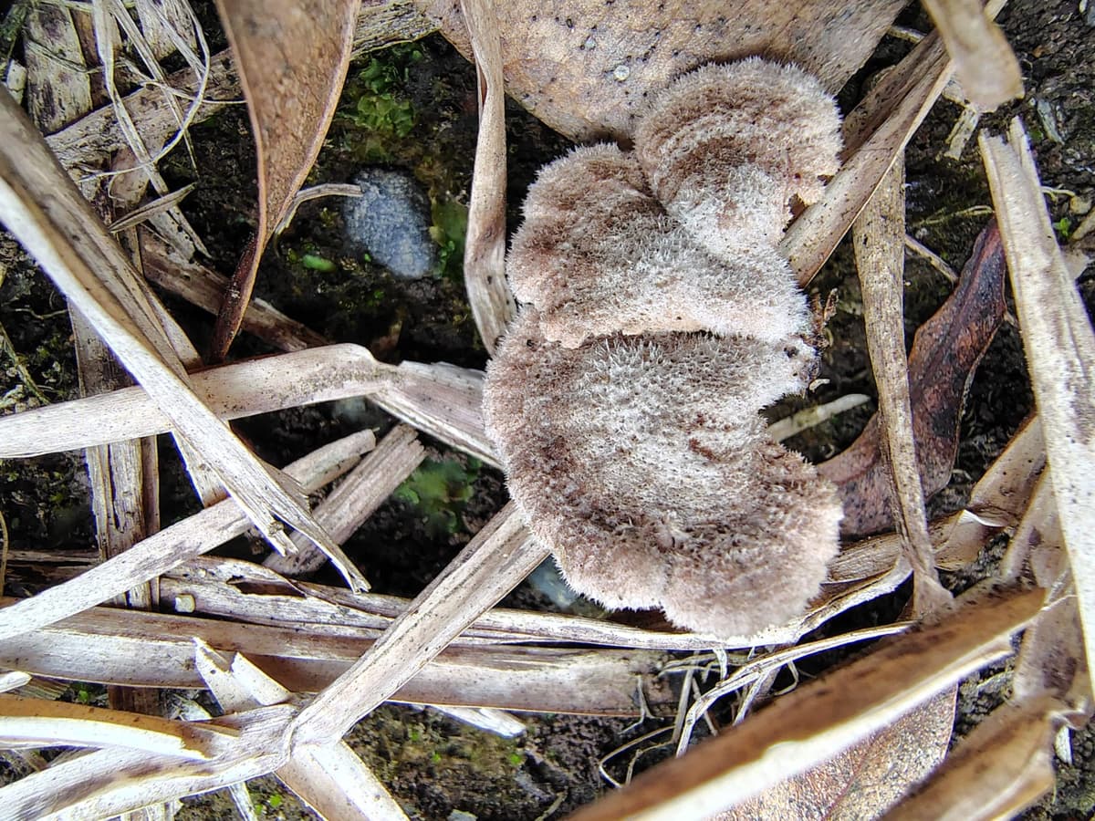 Schizophyllum commune