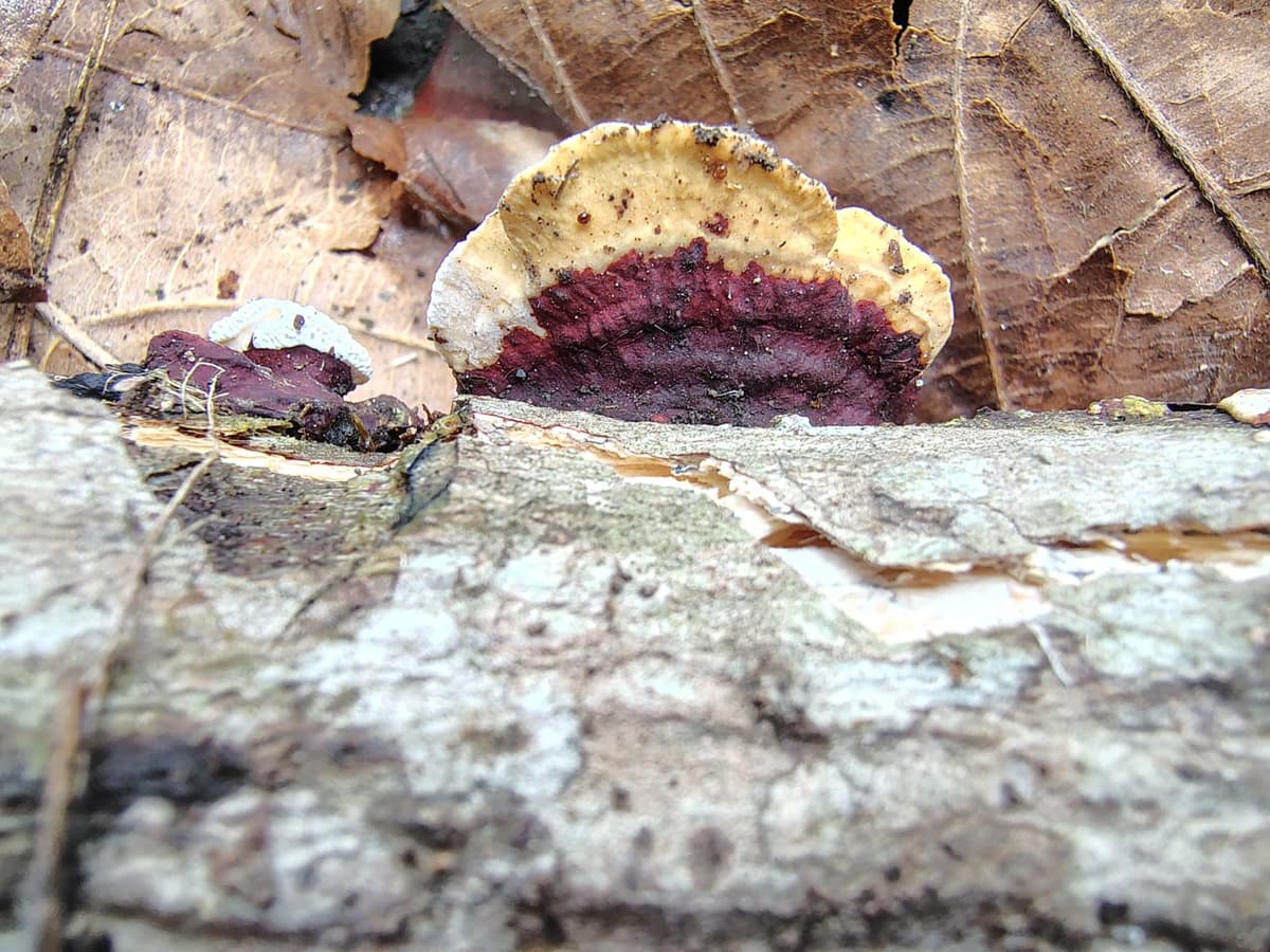 Trichaptum abietinum